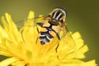 Helophilus trivittatus