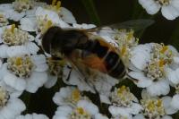 Eristalis arbustorum