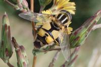 Helophilus trivittatus