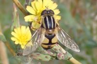 Helophilus trivittatus