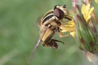 Helophilus trivittatus