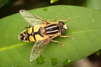 Helophilus trivittatus
