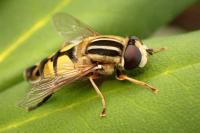 Helophilus trivittatus