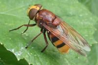 Volucella zonaria