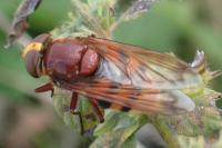 Volucella zonaria