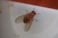Phaonia pallida
