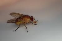 Phaonia pallida