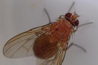 Phaonia pallida