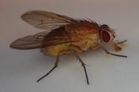 Phaonia pallida
