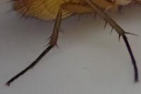 Phaonia pallida