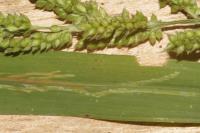 Cerodontha