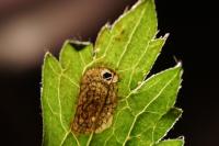Phytomyza fallaciosa
