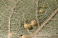 Iteomyia capreae