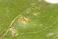 Iteomyia capreae