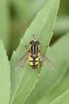 Helophilus pendulus