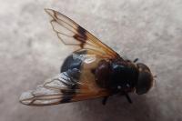 Volucella pellucens