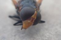 Volucella pellucens