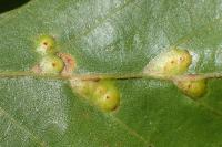Hartigiola annulipes