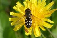 Scaeva pyrastri