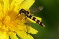 Sphaerophoria scripta