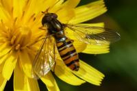 Episyrphus balteatus