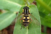 Helophilus pendulus