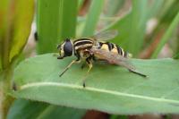 Helophilus pendulus