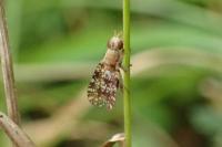 Trypetoptera punctulata