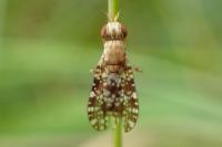 Trypetoptera punctulata