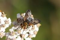 Ectophasia crassipennis