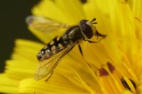 Eupeodes