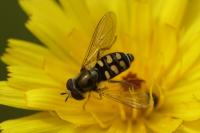 Eupeodes