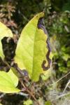Phytomyza