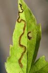 Phytomyza