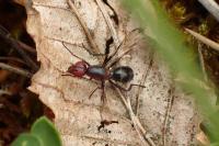 Cephalia rufipes