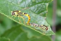 Sphaerophoria scripta