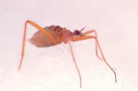Chionea lutescens