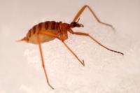 Chionea lutescens