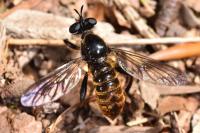 Choerades marginata