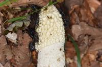 Polietes lardarius