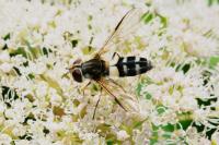 Leucozona laternaria
