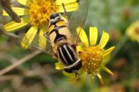 Helophilus trivittatus