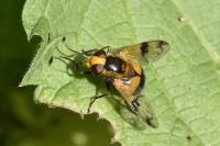 Volucella inflata