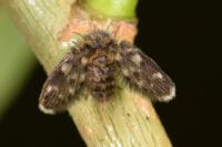 Pericoma