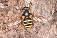 Sericomyia silentis