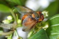 Phasia hemiptera