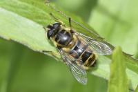 Myathropa florea