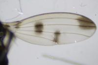Geomyza tripunctata