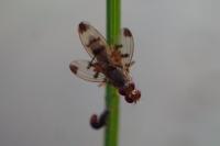 Geomyza tripunctata