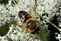 Eristalis tenax